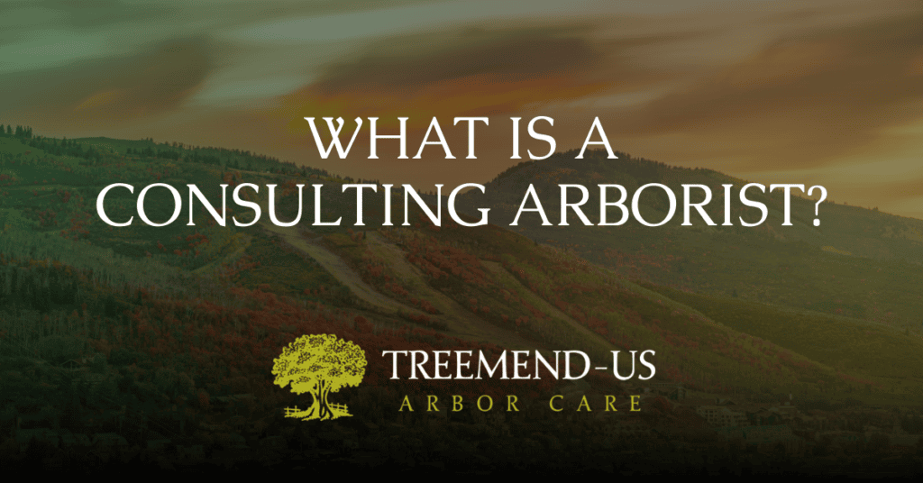 Blog 4 What is a Consulting Arborist