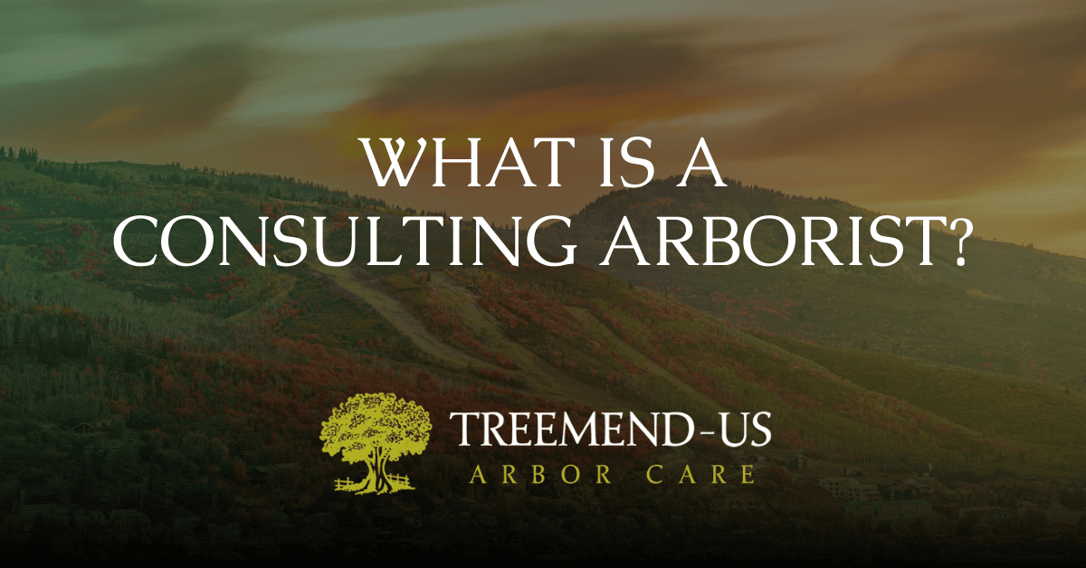 What is a Consulting Arborist