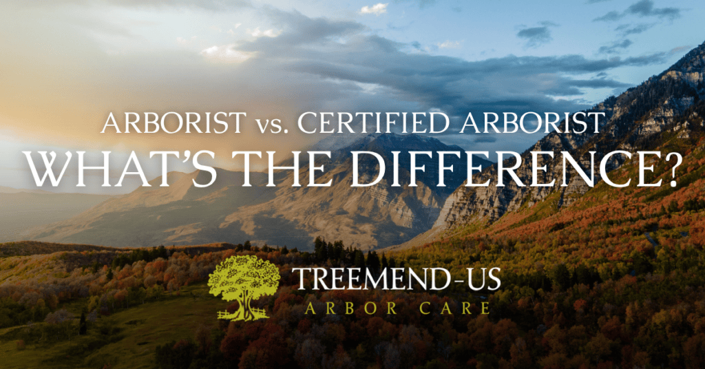 Blog 1 What's the Difference Between an Arborist and a Certified Arborist?