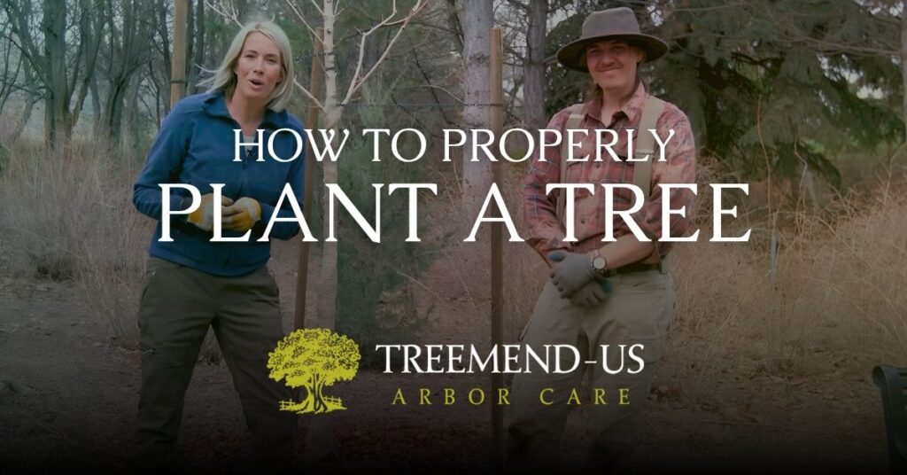 Blog 1 How to properly plant a tree in Utah