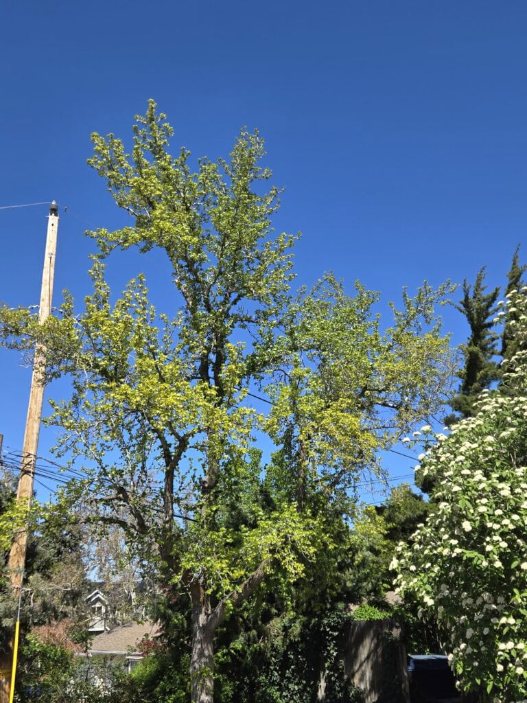 Iron Chlorosis Before Treatment Ogden Utah
