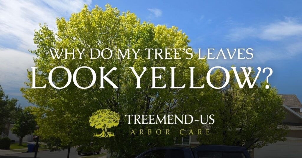 Blog 2 Why Do My Tree's Leaves Look Yellow? A Northern Utah Homeowner's Guide to Iron Chlorosis