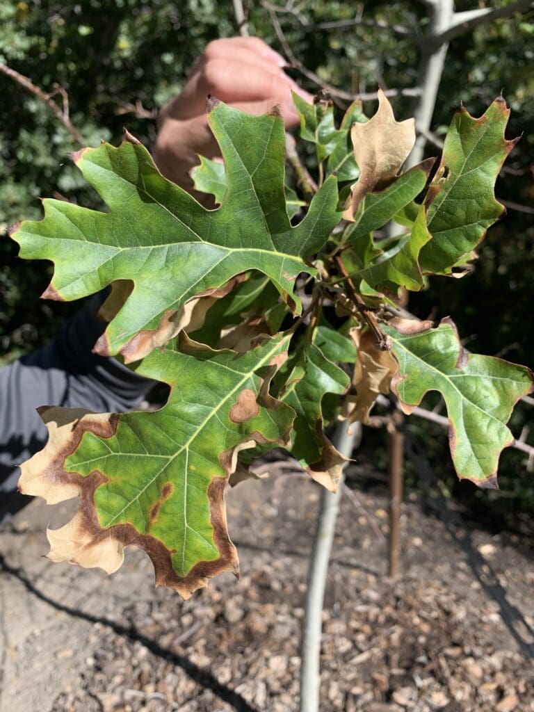 Stressed Tree in Northern Utah