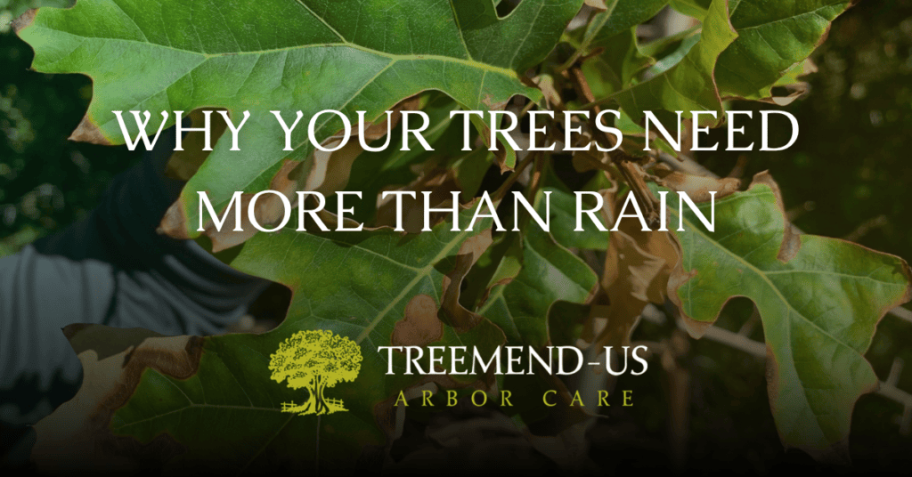 Why Your Trees Need More Than Rain In Northern Utah