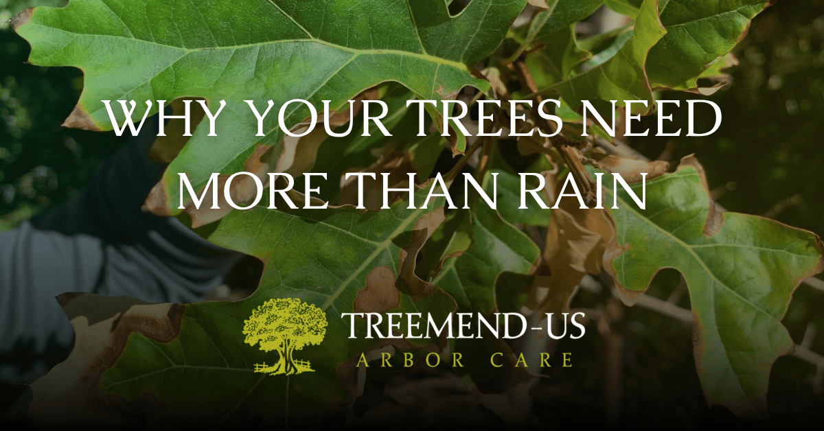 Why Your Trees Need More Than Rain In Northern Utah